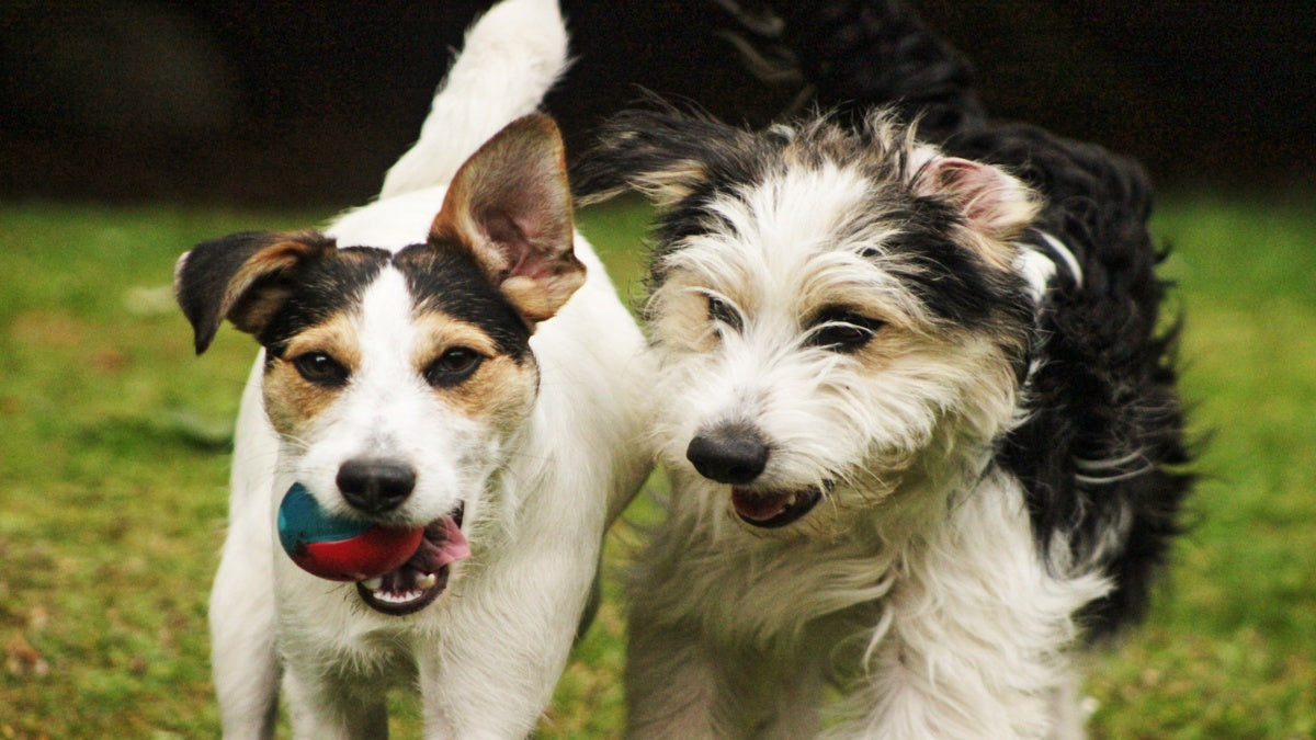 How Balanced Dog Nutrition Supports Energy and Exercise