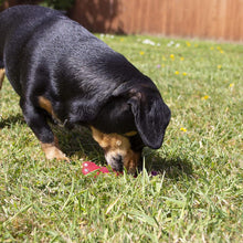 Load image into Gallery viewer, Rosewood BioSafe Puppy Bone Small Dog Toy