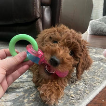Load image into Gallery viewer, Nylabone Puppy Teething Chew Toy Pacifier, Bacon Flavour, Extra Small, Blue/Pink
