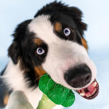 Load image into Gallery viewer, Nylabone Broccoli Dental Chew Dog Toy Large for Extreme Chewers Up To 23kg
