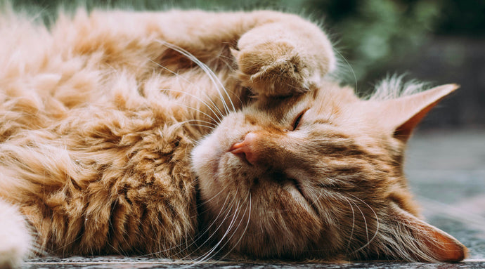 What Every Cat Owner Needs to Know About Flea Problems