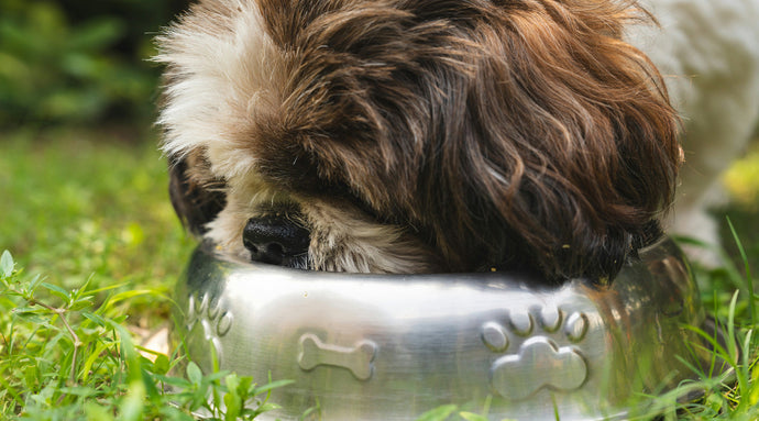 7 Feeding Tips for Hot Weather | Should You Change Your Dog’s Diet in Summer?