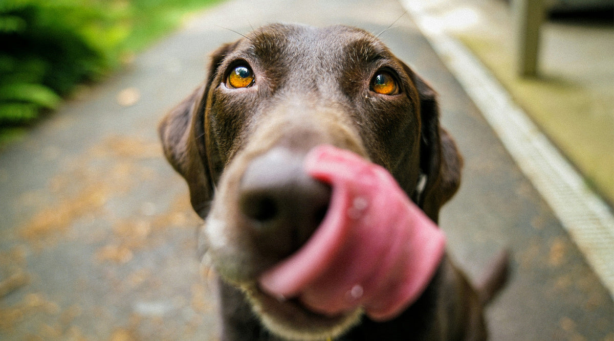 Dog licking lips