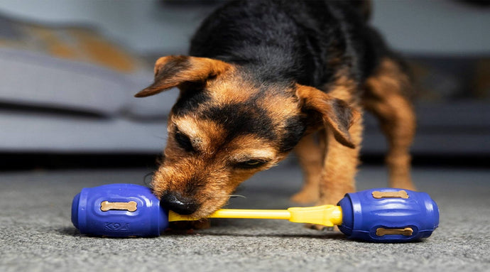 Discover the Benefits of K9Connectables: The Ultimate Interactive Dog Toys