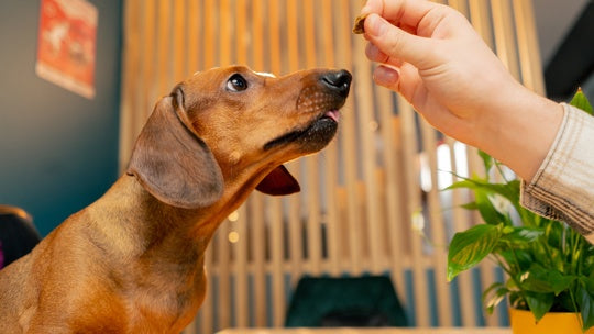Portion Size and Your Dog’s Health, Why the Right Amount Matters