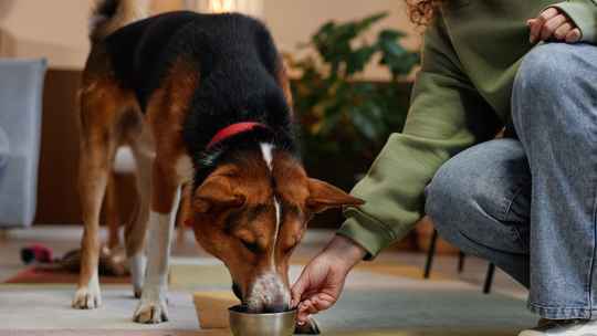 Why Consistency in Dog Food Ingredients Matters