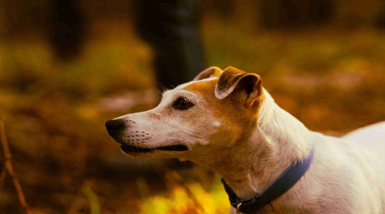 How to Choose the Best Dog Treats for Your Dog’s Daily Routine