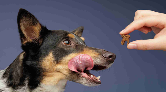 Why Collagen Dog Treats are the Ideal Choice for Dogs Who Love to Chew