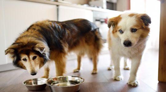 Why Some Dogs Need Smaller Meals Spread Through the Day
