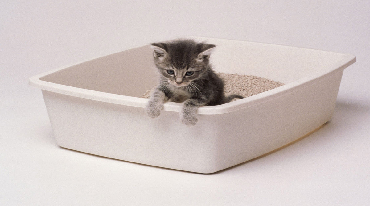 Tips for Getting Your Kitten Comfortable with the Litter Tray