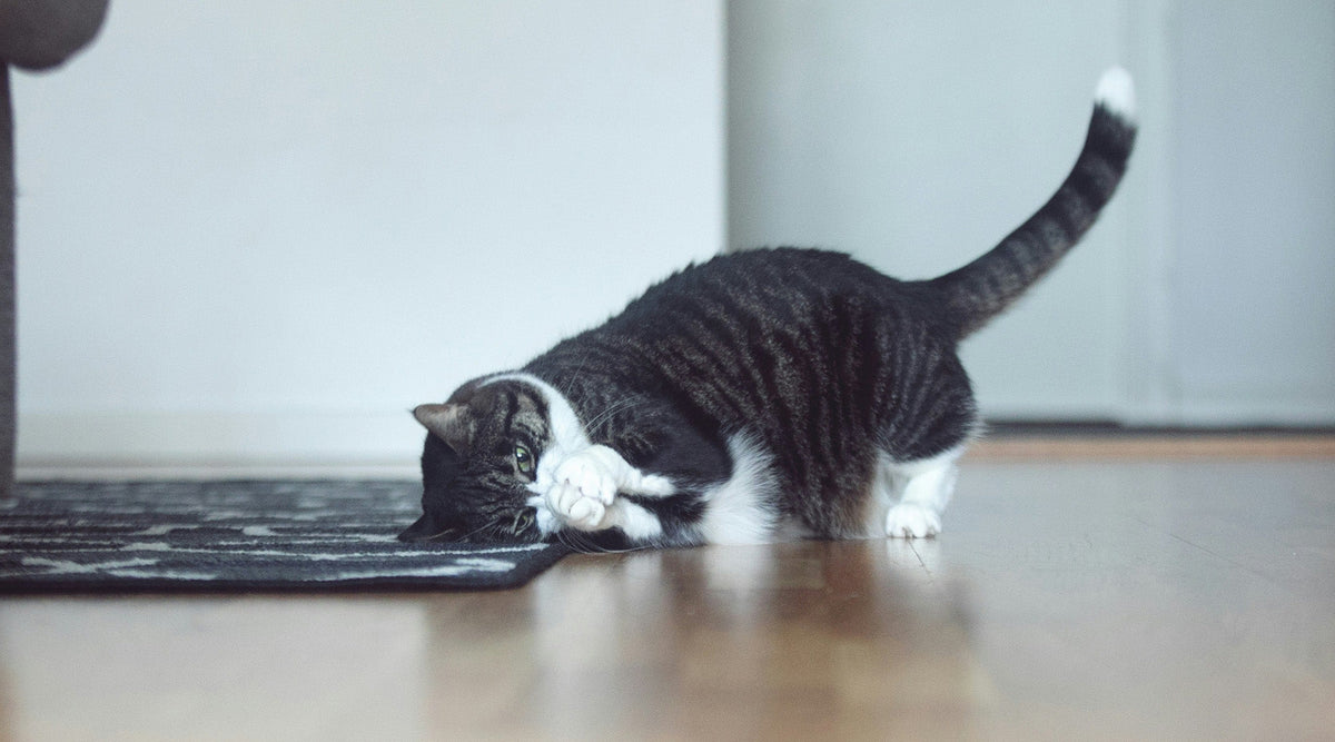 Why Catnip Toys Are the Ideal Play Toy for Stimulating Your Cat’s Senses