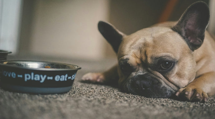 What to Look for in a Complete Dry Dog Food