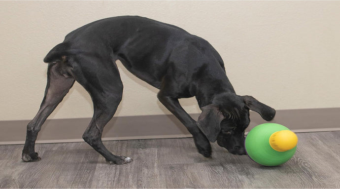 The Fun and Engaging Benefits of Squeaky Dog Toys