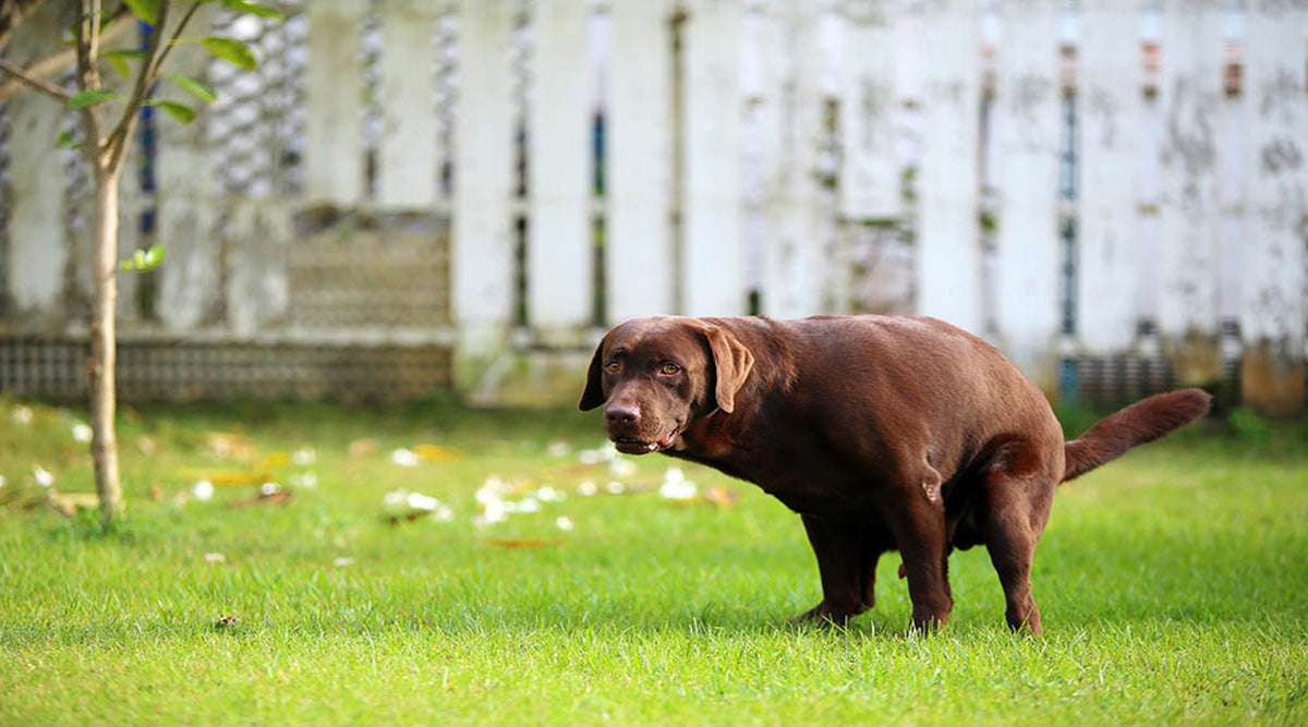 How to Help Your Dog Recover from Diarrhoea