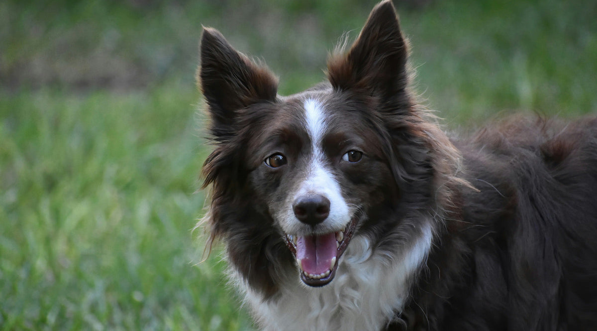 The Ideal Nutrition for Working and Sporting Dogs: Fueling Performance with the Right Diet