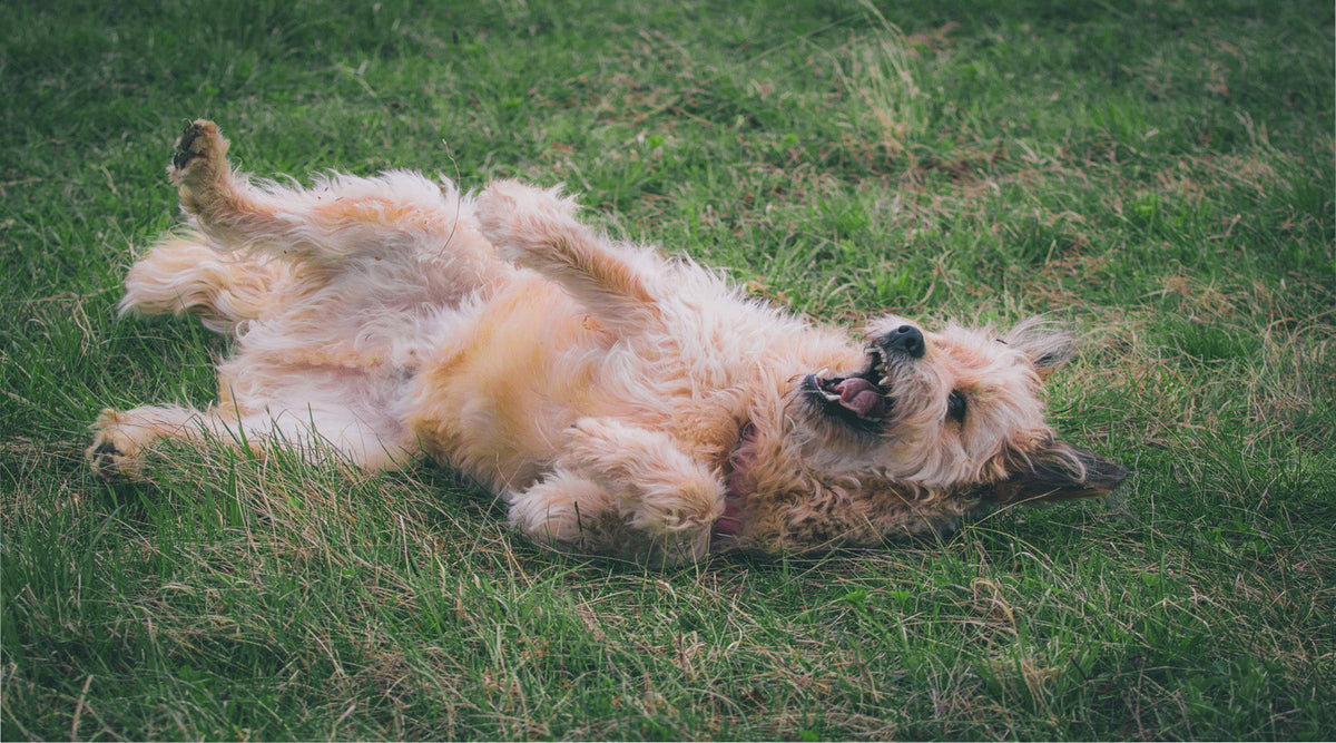 How Dog Treats Can Improve a Dog’s Behaviour and Health