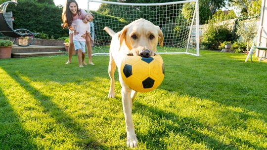 How to Choose Pet Toys to Help Boost Mental Health