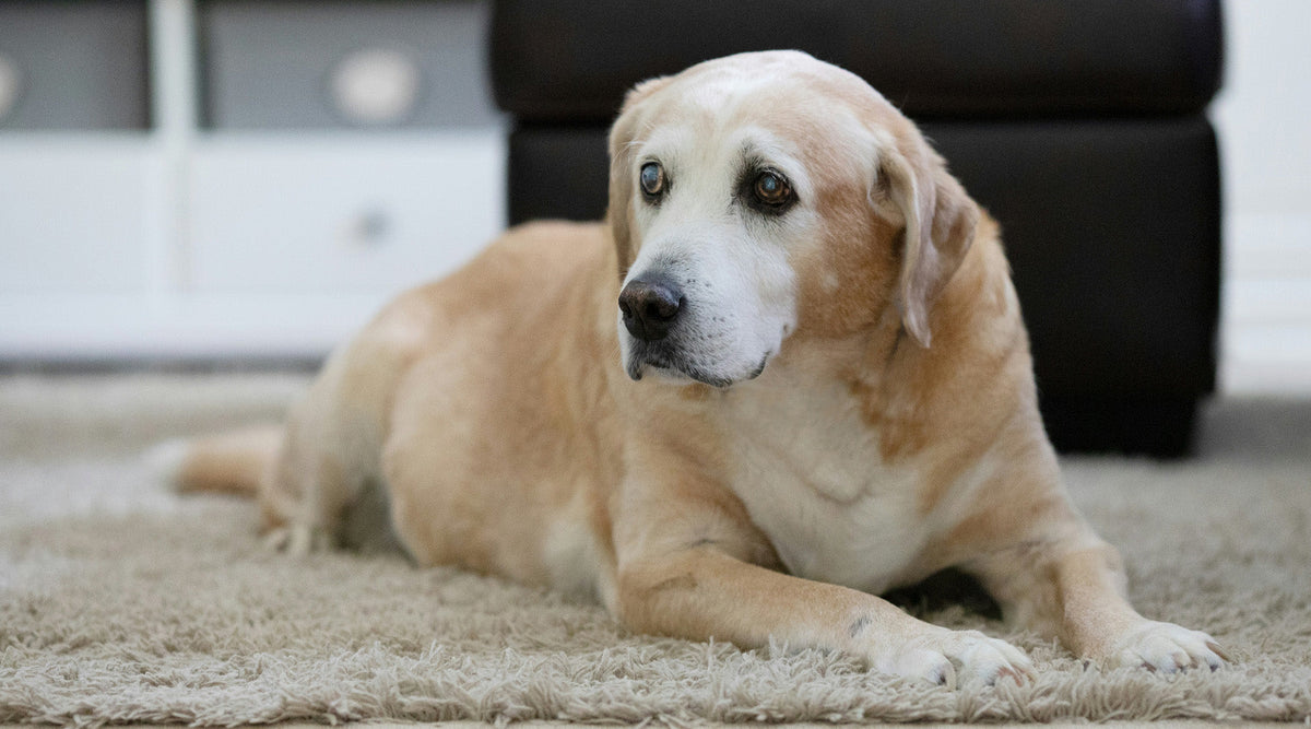 Why Meat Chunks in Gravy Can Be More Palatable for Senior Dogs