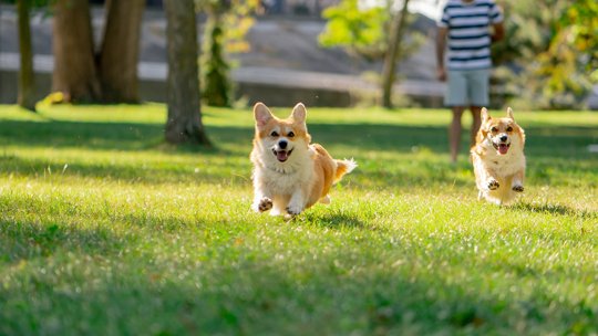 Winter Pet Care Tips to Keep Dogs and Cats Healthy This Season