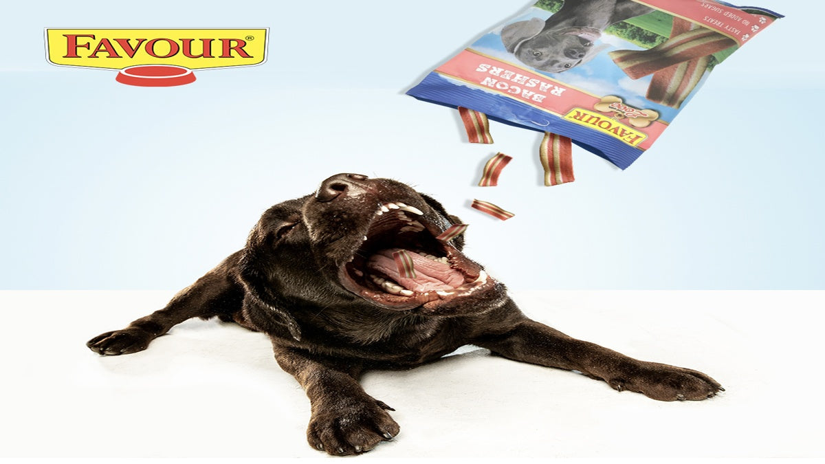 Budget-Friendly Ways to Upgrade Your Dog’s Diet