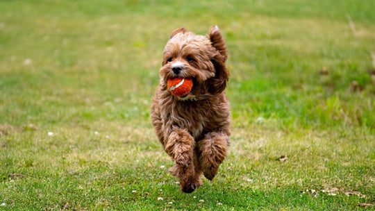 Healthy Additions to your Dogs Meals That Won’t Disrupt it’s Diet