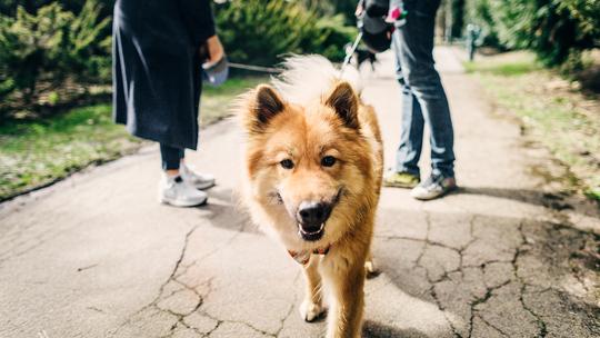 The Benefits of Dry Food for Dogs That Make it a Popular Choice