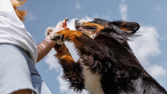 How Fat Balls Provide Essential Energy to Wild Birds