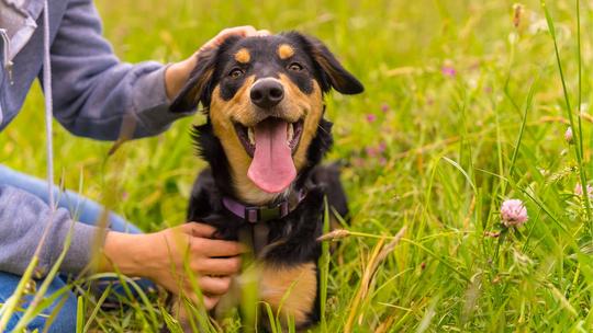 How to Encourage a Fussy Eater Without Overfeeding Treats