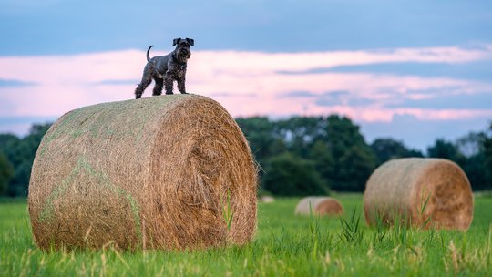 The Benefits of Keeping a Consistent Feeding Schedule for Your Dog