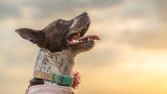 The Best Food Choices for Dogs with Mild Fussiness