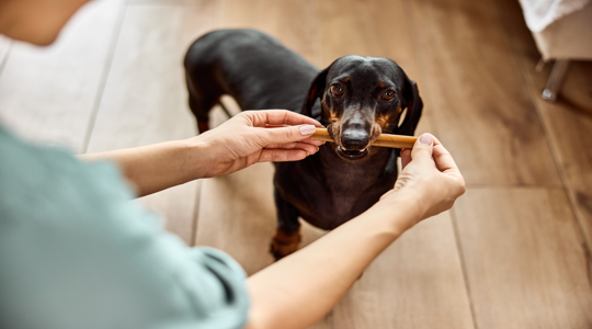 Dog Chews for Boredom: How Treats Can Support Enrichment