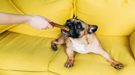 How Many Treats Should You Give Your Dog a Day?