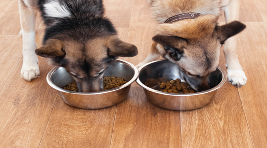 What Dog Owners Often Overlook When Buying Food Online