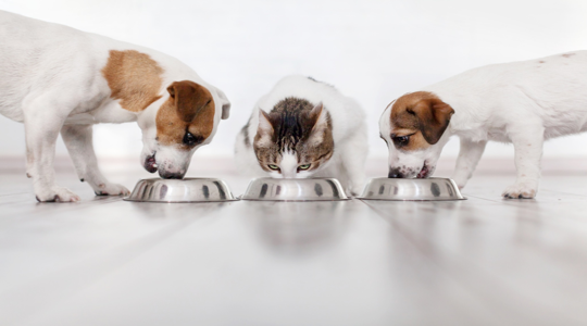 How Owners Can Avoid Overfeeding Through Simple Daily Checks