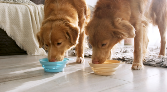 How to Manage Feeding When Your Dog Stays with Friends or Family