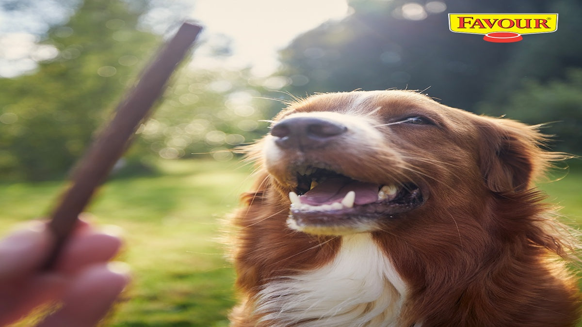 The Role of Moisture in Keeping Dogs Satisfied After Meals