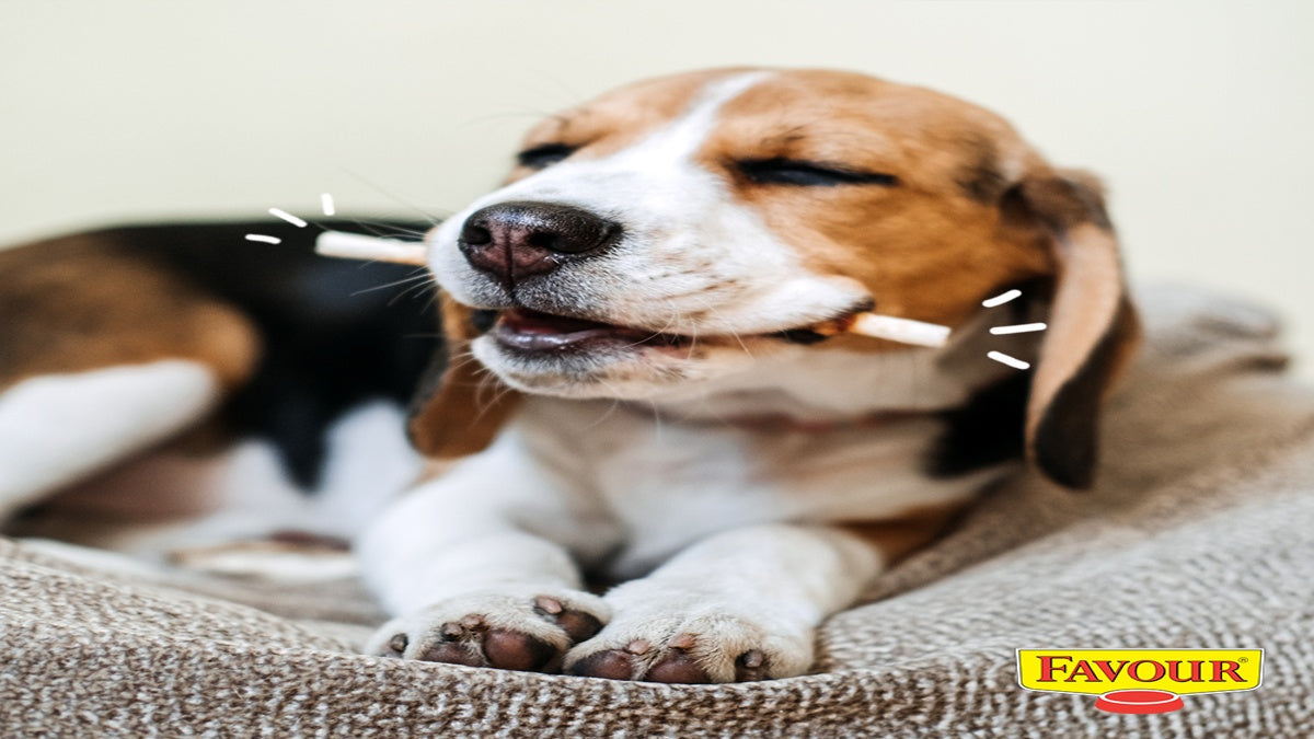 Healthy Feeding Habits for Multi-Pet Homes