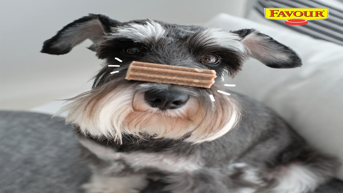 How Seasonal Exercise Changes Should Influence Feeding Your Dog