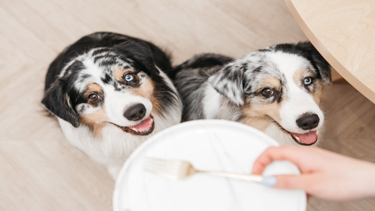 Why Dogs Thrive on Predictable Feeding Routines