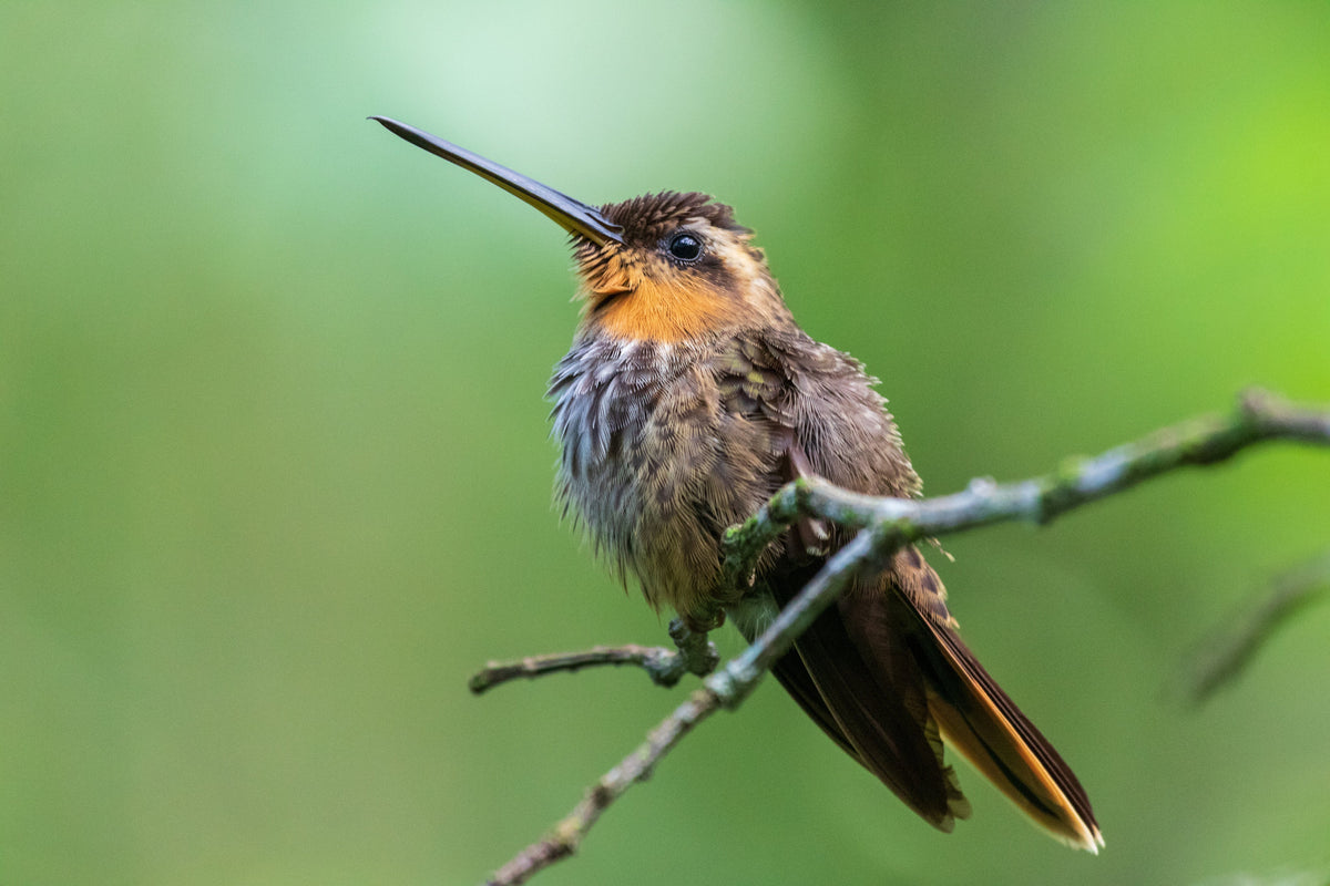 How Fat Balls Provide Essential Energy to Wild Birds