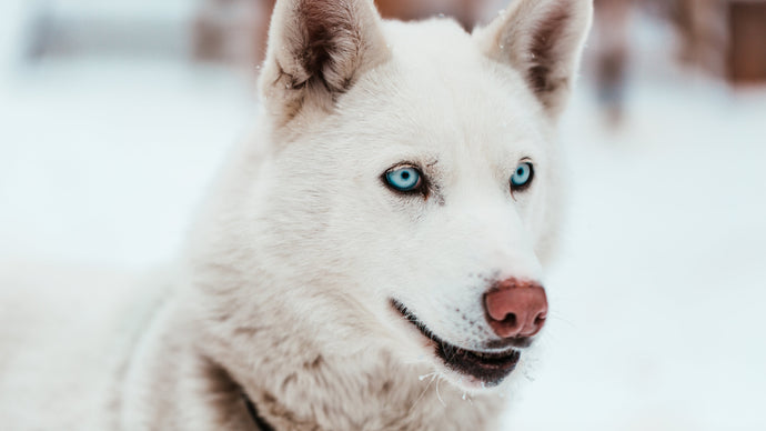 The Common Causes of Worms in Dogs and Tips for How to Prevent Them