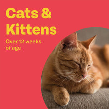 Load image into Gallery viewer, Bob Martin Clear Flea &amp; Tick Cat Spot On Prevention
