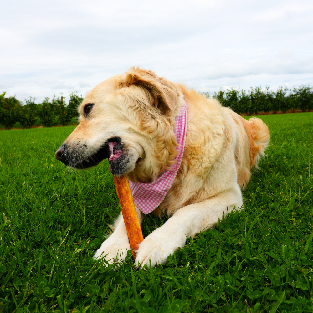 Favour Collagen Chicken 10" Retriever Rolls