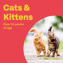 Load image into Gallery viewer, Bob Martin Clear Flea Repellent Collar Twin Pack for Cats and Kittens
