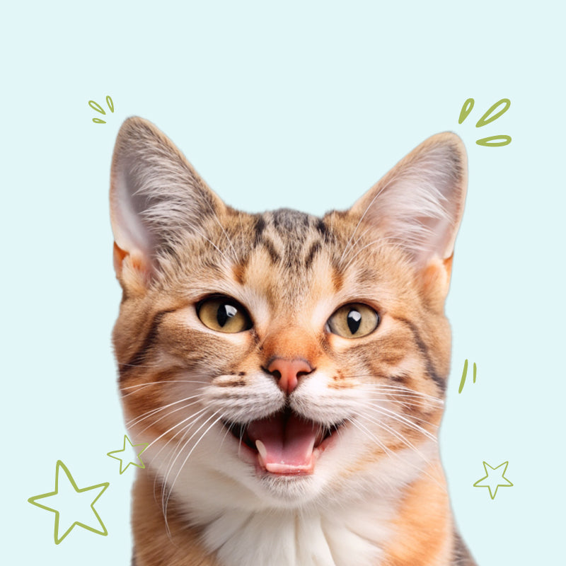 Favour Pet Foods