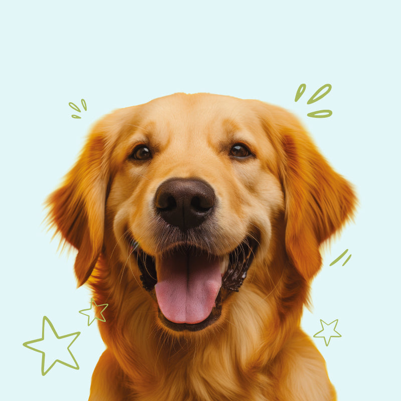 Favour Pet Foods