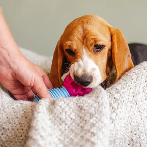 K9Connectables Dog Toys - The Dentist