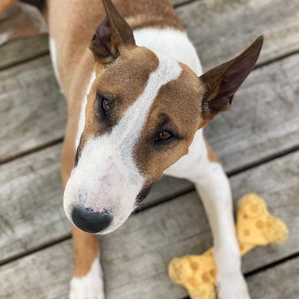 Nylabone Extreme Tough Cheese Bone Durable, Cheese-Flavoured Chew for Strong Chewers