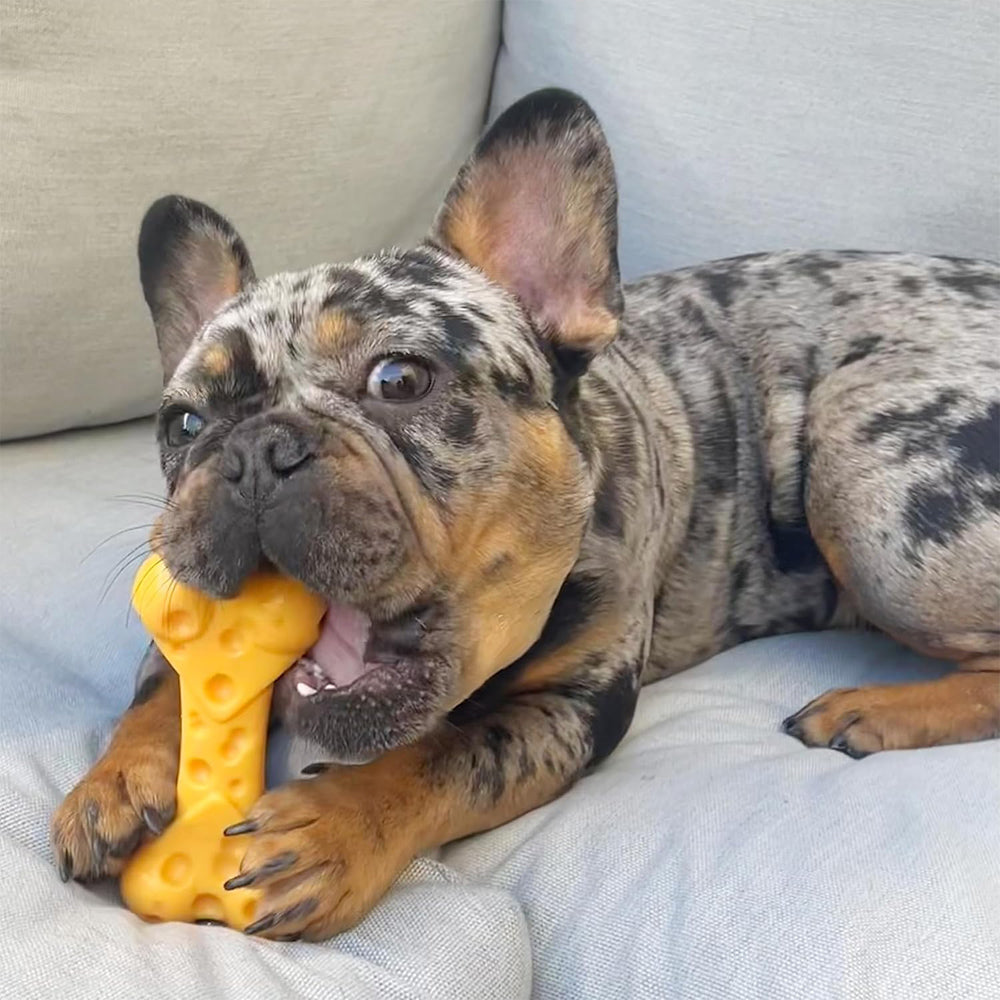 Nylabone Extreme Tough Cheese Bone Durable, Cheese-Flavoured Chew for Strong Chewers
