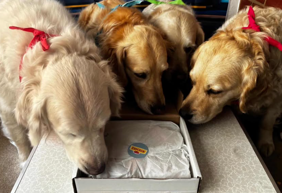 Favour Pet Foods